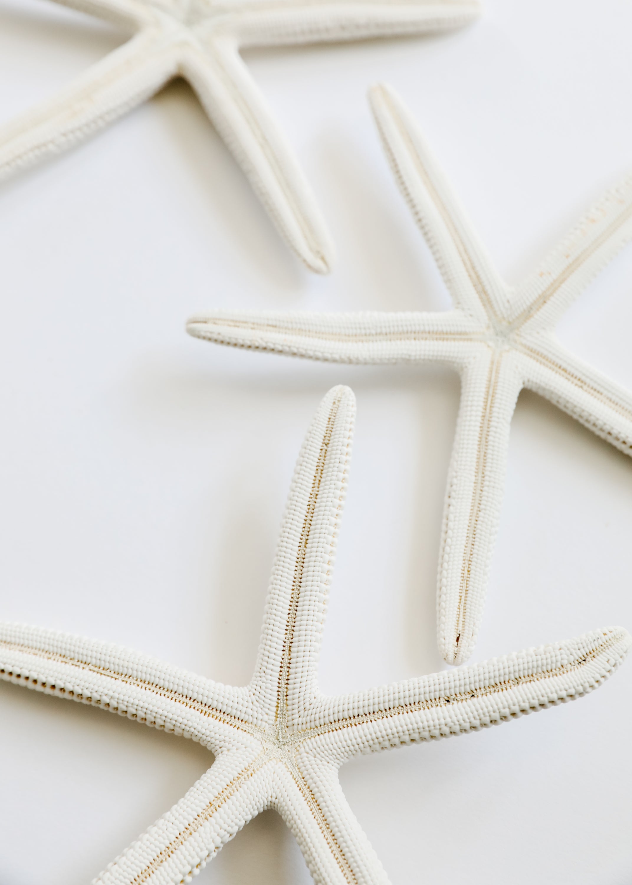 Starfish